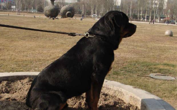罗威纳犬怕什么 罗威纳犬怕什么