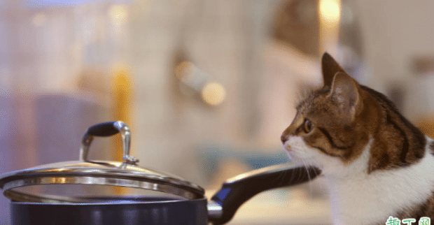  猫咪有哪些东西是不可以吃