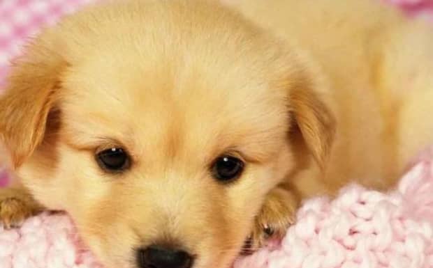 狗狗眼屎多怎么办