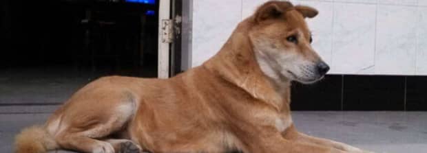 土狗一生会认几个主人