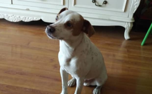 太仓犬是不是属于凶残的狗养它有危险吗