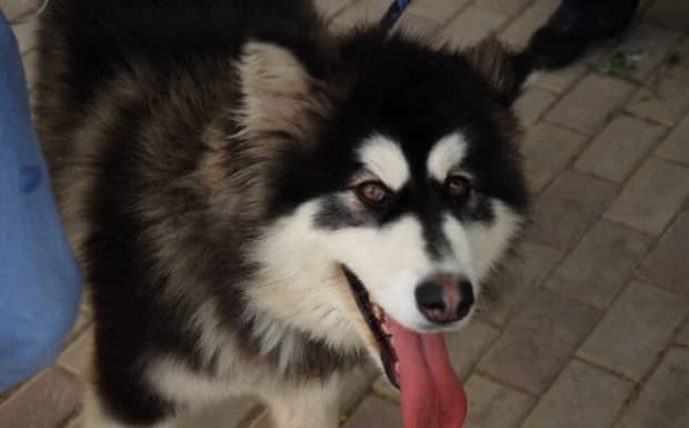 养混血阿拉斯加幼犬注意事项