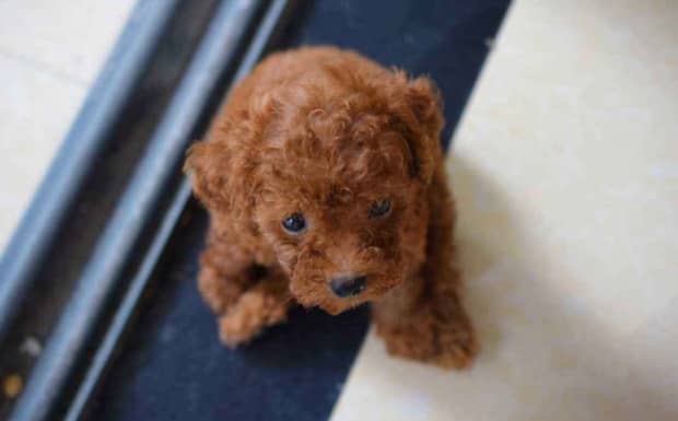 六个月之前的茶杯犬怎么鉴定
