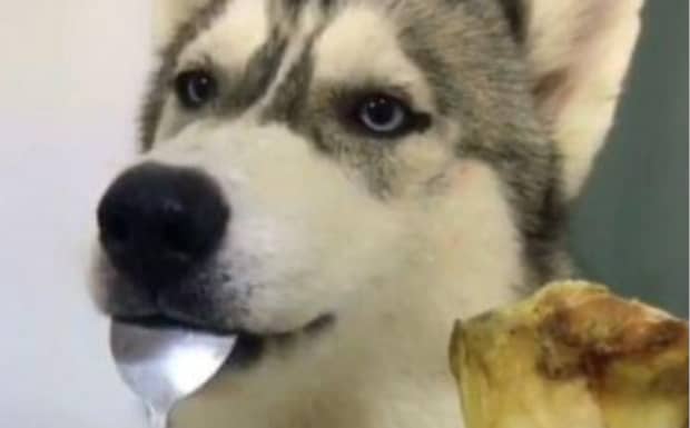 普通哈士奇和二哈的区别你更喜欢哪一个 普通哈士奇和二哈的区别你更喜欢哪一个