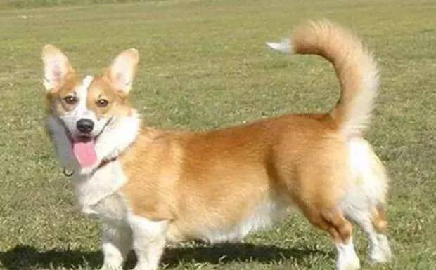 适合家养的小型短毛犬