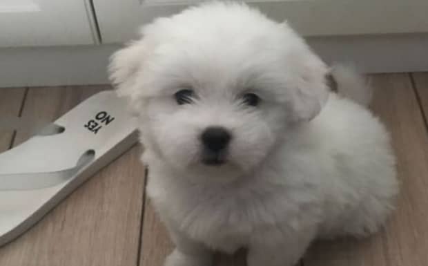 串串狗的优缺点