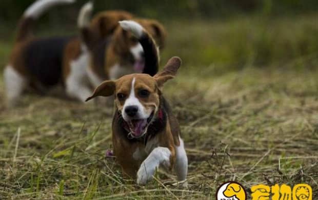 比格犬适合家养吗 比格犬适合家养吗