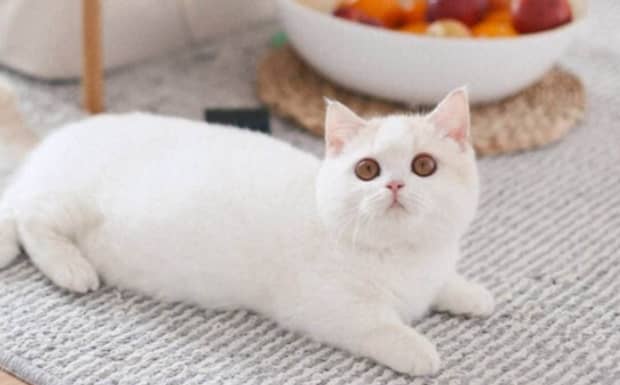 母猫养哪种品种好