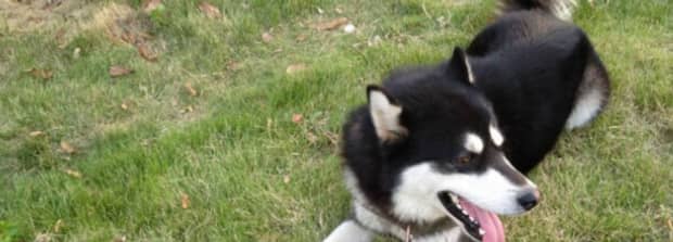两个月的阿拉斯加犬为什么喜欢咬人手