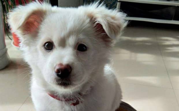 犬瘟到了抽搐阶段还能活多久