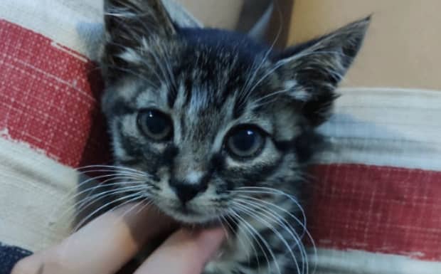 我家猫咪大小便失禁