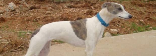 世界嗅觉猎犬排名前十位