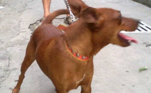 适合家养的小型短毛犬