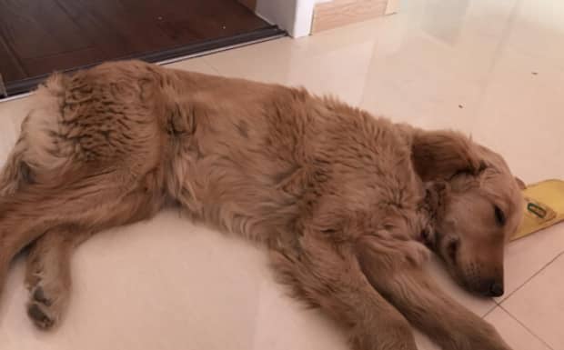 人被得了犬瘟的狗咬了能怎么样