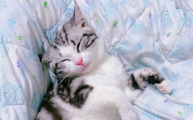 猫砂多长时间要换一次