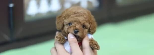 六个月之前的茶杯犬怎么鉴定