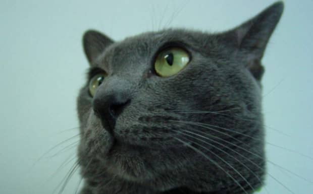 英国短毛猫和异国短毛猫的区别