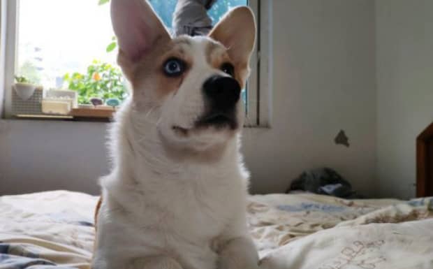 母狗发情有什么特征