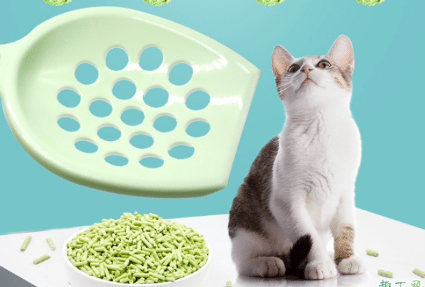 猫砂要不要定期更换