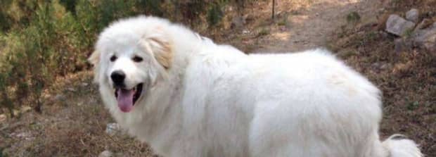 古牧为什么是禁养犬大白熊