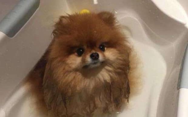 博美幼犬一天喂多少葡萄糖