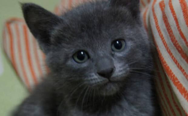 新手第一次养猫养哪个品种比较好 新手第一次养猫养哪个品种比较好
