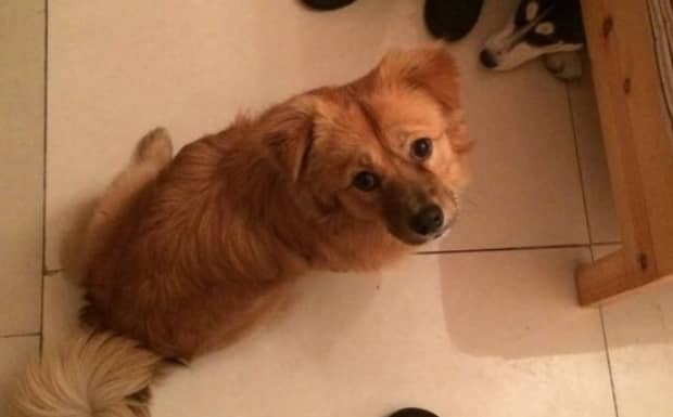 狗临死的时候会有什么预兆