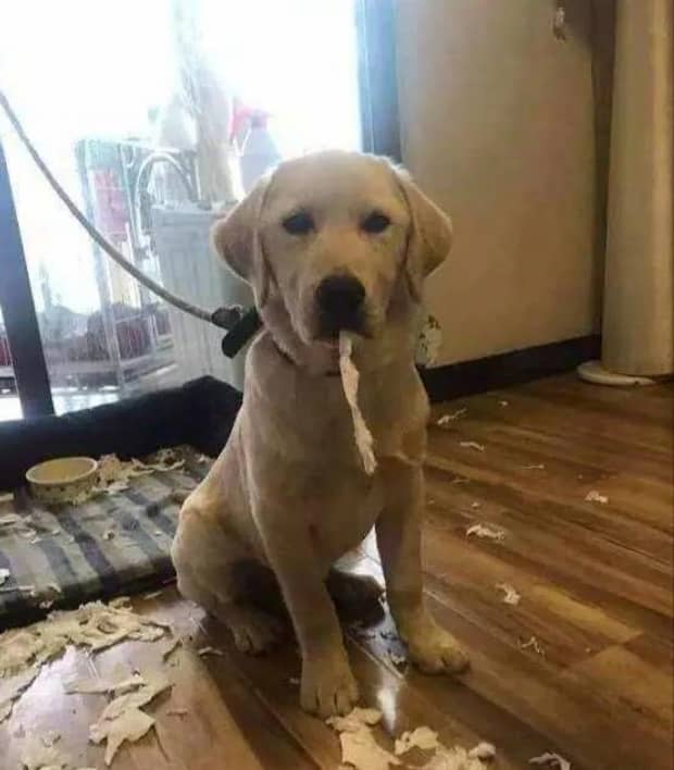 适合家养的短毛犬有哪些