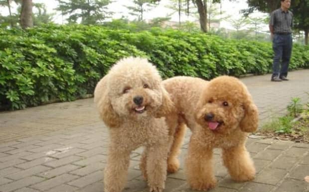 宠物狗的品种及价格表-最贵的小型犬是什么品种