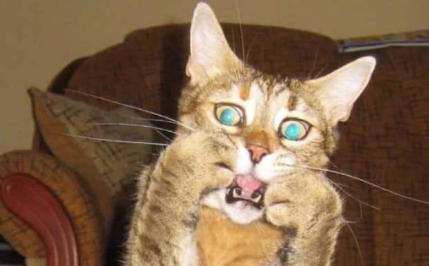 如何治疗中毒的猫