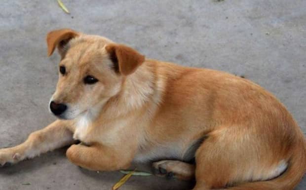 中华田园犬和串串狗的区别