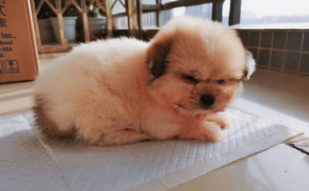 母狗发情有什么特征