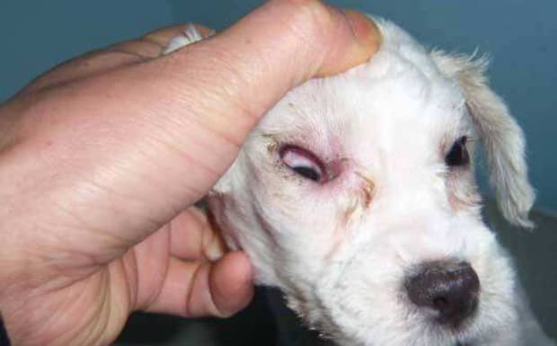 人被得了犬瘟的狗咬了能怎么样