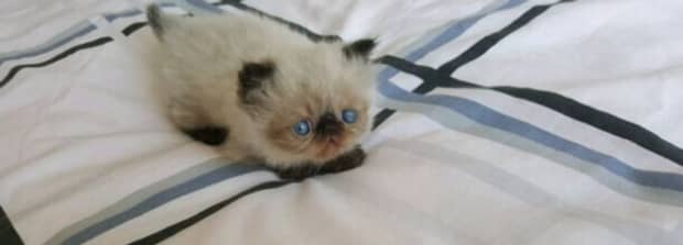 小猫咪什么鼻子