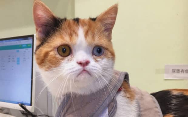 猫猫不能吃什么