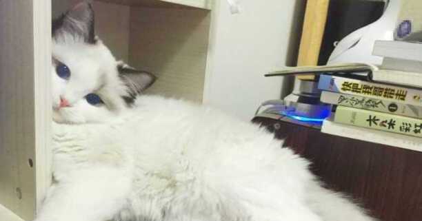 布偶猫为什么不能养