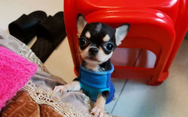 什么小型犬最好养