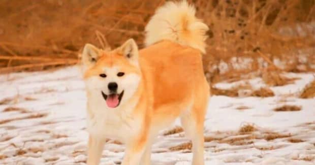 柴犬和秋田犬的区别是什么哪种好养些