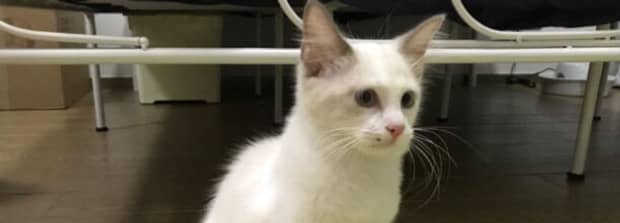 养猫注意事项