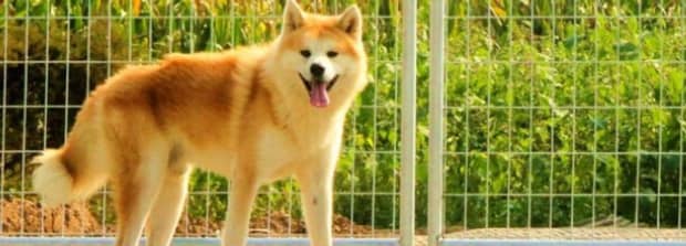 喜欢秋田犬的人性格