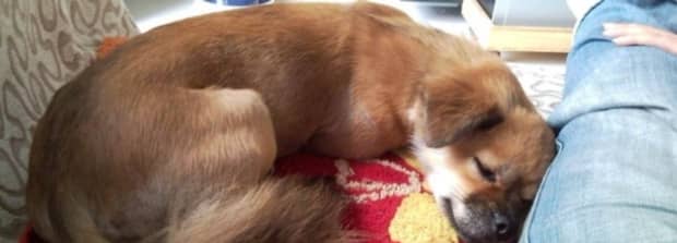 犬窝咳治疗基本知识