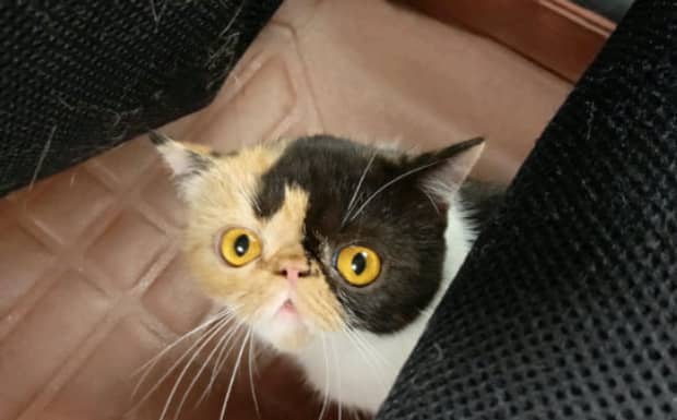 猫咪多长时间洗一次澡比较合适