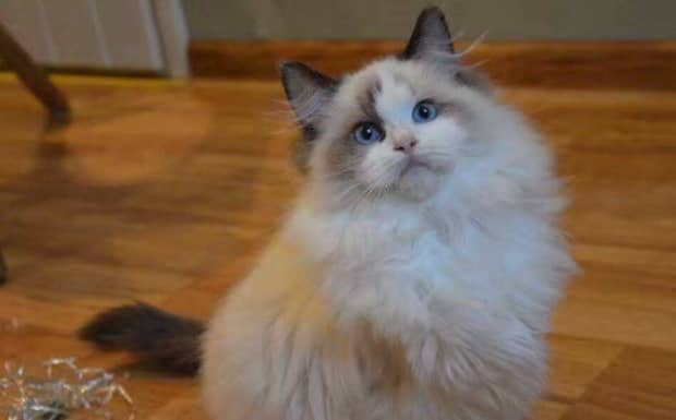 布偶猫为什么不能养