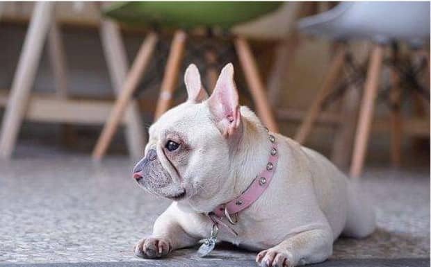 法斗犬优缺点有哪些