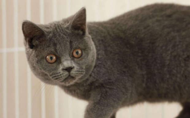 英短蓝猫一般多少钱一只