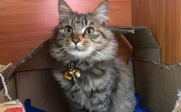 狸花猫智商有多高