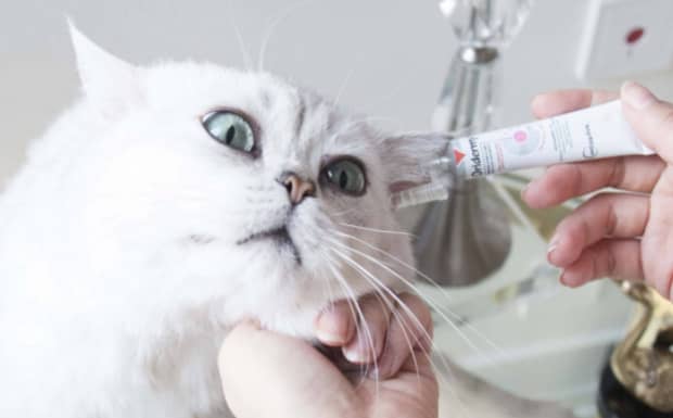 给猫咪掏耳朵能掏多深