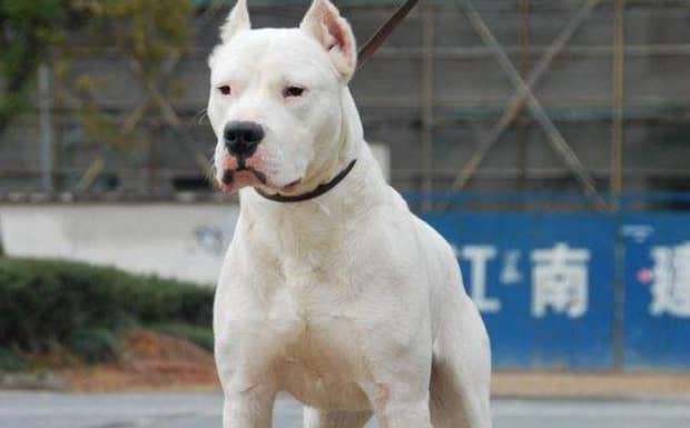 杜高犬十个不养的理由