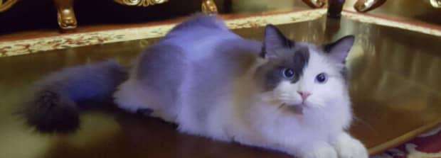 猫咪摇头晃脑是什么意思