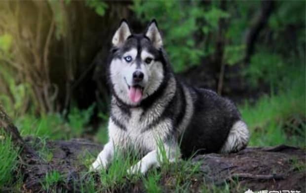 世界十大傻狗排名哈士奇都没进前三斗牛犬超凶猛